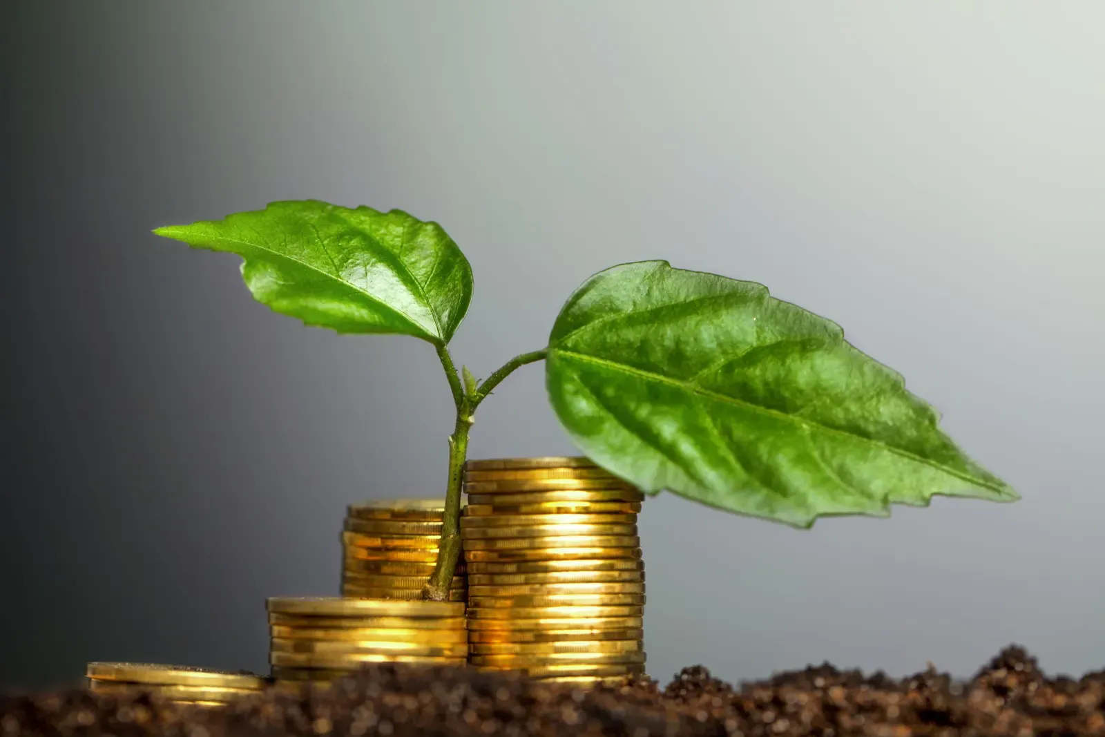 5 motivos para aplicar Business Intelligence no agronegócio
