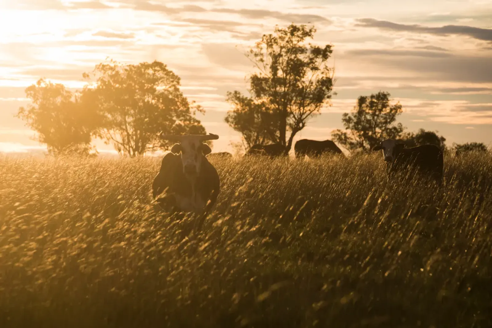 Contabilidade rural: Confira o prazo e data de envio do DITR 2022